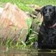 Illustration for article titled Shooting Challenge Pets Gallery 2